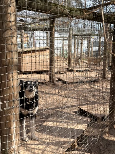 The image depicts an animal enclosure, likely at a zoo or wildlife park in Līči, Latvia, on a clear, sunny day. The foreground and midground are dominated by a wire mesh fence, through which the scene is viewed.
The main subject is a black and white animal, possibly a ruffed lemur, resting on its back on a wooden platform within the enclosure. The animal appears relaxed, with its paws visible and its head partially turned. Its distinctive black and white fur pattern is visible despite the mesh.
The enclosure features multiple wooden structures, including the platform where the animal lies, other wooden beams, and a light-colored, possibly sandy or concrete wall forming the back of the habitat. To the left, a large tree trunk with bare branches suggests a temperate season, such as late winter or early spring. More bare trees and blurred distant structures are visible through the enclosure, hinting at the broader environment.
Bright sunlight casts strong, defined shadows from the wire mesh and wooden elements onto the surfaces, indicating the time of day is likely midday or early afternoon. The overall atmosphere is calm, showing the animal at rest in its habitat. No visible text is present in the image.