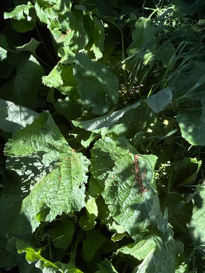 The image is a close-up, overhead shot of several large, green, textured leaves, characteristic of burdock plants, growing in an outdoor environment. The leaves are varied in size and shape, with some appearing crinkled and others more smooth. Sunlight casts distinct shadows across the foliage, creating a play of light and dark. Scattered among the leaves are small, reddish-brown dried plant materials. In the background, taller, thinner blades of grass are visible, some illuminated by sunlight. The scene appears to be a natural, undeveloped area. The provided information states this scene is located in Jrarat, Armenia.