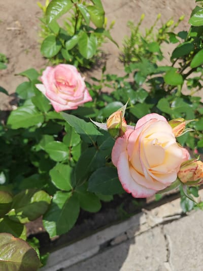 A close-up, high-angle shot shows two light pink roses and several rose buds on a rose bush. The rose in the foreground is in full bloom and has a creamy yellow center with pink edges. The rose in the background is slightly blurred and also appears to be a light pink color. The rose bush has vibrant green leaves and is growing in soil with some scattered grey paving stones. The scene is set outdoors in a garden, potentially in Krutinskiy, Russia, on a bright, sunny day. There are no people visible in the image.
