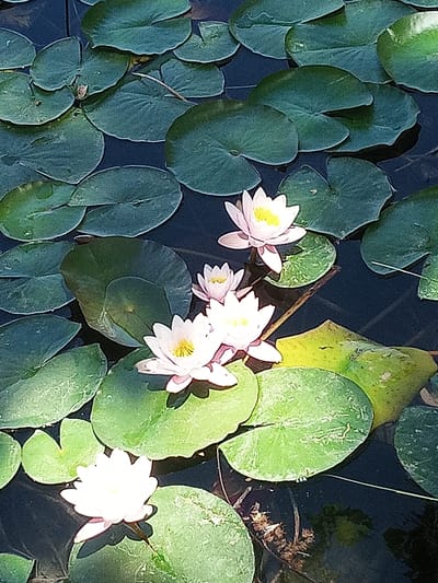 The image shows a close-up view of several water lilies floating on dark water, surrounded by lily pads. There are at least four water lilies visible, with varying degrees of openness. One of the lilies is fully open, revealing its yellow center and delicate pink-tinged white petals. Other lilies are partially closed. The lily pads are large and round, varying in shades of green and some with yellowing edges. The water is dark and reflective, showing hints of the sky and surrounding vegetation. The overall scene is tranquil and natural. The image was taken in Banyoles, Spain, likely at the Estany de Banyoles, a large natural lake famous for its clear water and surrounding greenery.