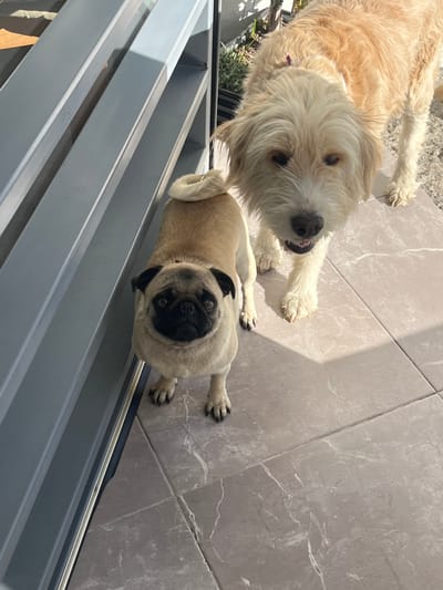 Two dogs, a pug and a fluffy terrier-type, gaze upward at the camera. The pug lies belly-down on gray marble tiles, positioned near the bottom of the image. Above it, the terrier stands, only its upper half in view. A gray, slat-like object with horizontal lines borders the bottom portion of the frame. The lighting is bright, with strong sunlight casting shadows on the floor tiles.