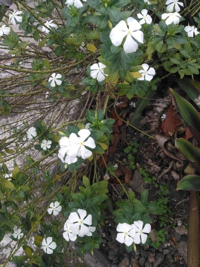 The image displays a close-up view of a flowering plant located in Cijedil, Indonesia. The central subject is a cluster of white-petaled flowers, each exhibiting five distinct petals and a small yellow center, interspersed among numerous dark green, ovate leaves. These are supported by a network of slender, brown, woody stems. To the left and upper left, a textured, light gray surface, consistent with concrete or stone, is visible. The right side of the frame reveals dark brown soil containing scattered dry, brown leaves and small patches of green ground cover vegetation. A larger, dark green and reddish-brown plant stalk or leaf is partially visible along the far right edge of the composition. No individuals, actions, or specific interactions are depicted.
