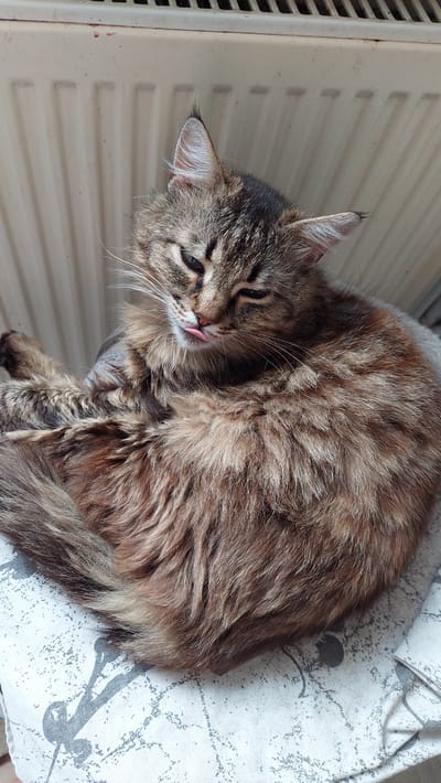 The image shows a medium-haired cat with tabby markings curled up on a patterned fabric. The cat has green eyes and its tongue is sticking out slightly. The background features a beige radiator with horizontal slats. The scene is indoors, likely in a home environment. There is no indication of the city of Kamensk-Shakhtinsky, Russia in the image.