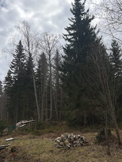 The image depicts a forest scene, likely in the vicinity of Glubokoe, Russia. The dominant elements are trees, some coniferous and some deciduous, lacking foliage, suggesting it is late autumn or early spring. The sky is overcast. In the foreground, on the right side, there is a pile of rocks. Deeper into the scene, towards the center, a damaged object appears to be either an old aircraft or a piece of machinery lies on the ground, partially obscured by the trees. The environment seems untended, with dry grass and bare branches visible. No people are discernible in the image.