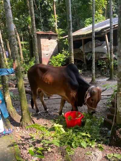 A brown and black cow stands near a red bucket filled with green vegetation, eating. The cow is tethered with a white rope around its neck and head. The location is Hizla, Bangladesh. The environment includes green plants and trees, a structure with a corrugated metal roof, and tree trunk posts used as fencing. Part of a person wearing blue clothing and sandals is visible in the lower part of the image.