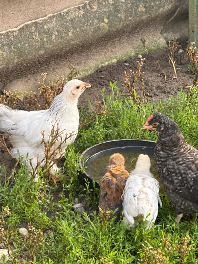 In Petrikaičiai, Lithuania, five chickens are gathered around a shallow water dish. A large white chicken stands to the left, facing right. To the right of the water dish, a dark grey and black speckled chicken stands facing left. In the water dish, three smaller chicks are visible: a brown chick on the left, a white chick in the middle, and the rear of another white chick is also visible. The ground is covered in green grass and dry brown foliage, with a concrete structure in the background.