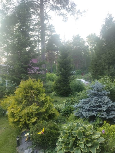 The image depicts a lush garden scene in Beryozovka, Russia, characterized by a variety of evergreen trees and shrubs. In the foreground, a bright yellow ornamental bush with a circular shape is visible, along with a smaller, darker green rounded bush. To the right of these, a large hosta plant with variegated green and yellow leaves dominates the lower right portion of the frame. Behind these, a blue spruce tree with a conical shape stands out, its needles a dusty blue-green. Interspersed are other green shrubs and ground cover, creating a dense, layered effect. In the background, taller evergreen trees, possibly pines, rise towards a bright, overcast sky, their silhouettes softened by atmospheric haze. A glimpse of a red-roofed building can be seen through the trees on the left, suggesting a residential area. The overall impression is one of a well-maintained, naturalistic garden in a temperate climate. There are no people or animals visible in the image.