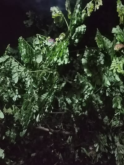This media file captures a close-up view of a tree with abundant green foliage, likely taken at night due to the dark background and artificial lighting illuminating the leaves. The branches are laden with numerous small, oval-shaped leaves, some of which appear to be arranged in clusters. The lighting creates highlights and shadows, giving the leaves a vibrant green hue in some areas and rendering others in deep shade. In the upper left quadrant of the image, a small, delicate pink flower is visible amongst the leaves. The overall scene depicts a dense canopy of leaves against a dark, indistinct background. There is no visible text in the image. The location context provided is Keudematangkuli, Indonesia.