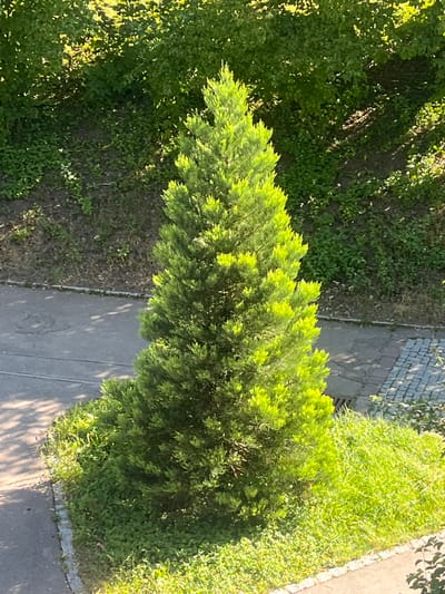 An overhead view captures a conical evergreen tree situated on a patch of green grass and low-lying plants, bordered by a concrete walkway on the left and a cobblestone path on the right. The tree, illuminated by bright sunlight creating dappled shadows, stands amidst dense green foliage and brush in the background. The scene suggests an urban or suburban setting, potentially in Schwäbisch Hall, Germany, given its characteristic landscaping.
