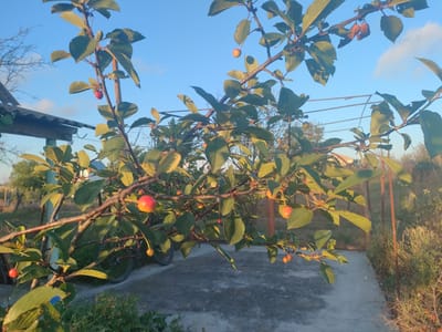 In the village of Mityayivske settlement, Ukraine, a close-up view of a tree branch with green leaves and small red fruits is captured against a clear blue sky. The branch, with its rough bark, is laden with several ripe fruits, some appearing round and red, while others are smaller and yellowish. The sun casts a warm glow on the scene, highlighting the textures of the leaves and the fruits. In the background, a gray concrete path is visible, leading towards a fence and overgrown vegetation. A part of a roofed structure and a bicycle are also discernible in the distance, suggesting a rural or suburban setting. The image is taken from a low angle, emphasizing the natural elements of the tree and its fruits.