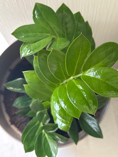 A close-up, overhead view captures a vibrant green ZZ plant (Zamioculcas zamiifolia) in a grey planter. The plant's glossy, ovate leaves, characteristic of the species, are arranged in an upward-reaching fashion, with some leaves showing a slight sheen, possibly from recent watering. The dark soil fills the planter, which sits on a light-colored, smooth surface. The background features a textured, pale wall. There are no people or animals present in the image, and no specific identifiable landmarks from Wilnsdorf, Germany are visible.