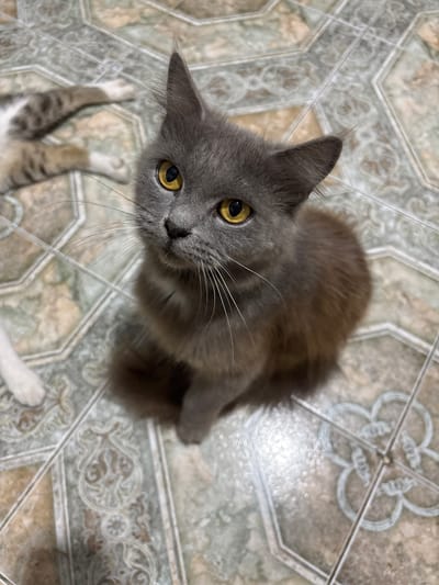 A gray cat with bright yellow eyes is sitting on a patterned tile floor. The cat is looking upwards and to the left. In the background, another cat's legs are visible, with tabby markings and white paws. The floor tiles are a light beige and green with a decorative pattern. This scene is taking place inside a building in the city of Покойное, Russia.