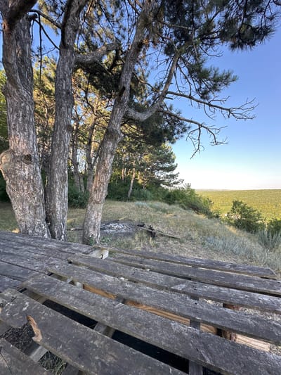 This is a medium shot, outdoor, vertical photograph taken on a sunny day. The foreground features a weathered, wooden picnic table made of pallets. In the midground, a cluster of three thick tree trunks with rough, textured bark stands tall. Behind the trees, a shallow pit with scattered white stones suggests a campfire site. The background is a natural landscape of rolling hills covered in dense, green forest under a clear blue sky. The location is identified as Pryvorottia Druhe, Ukraine.