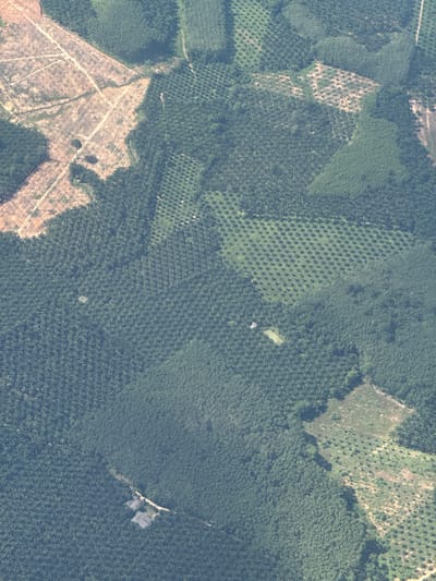 This is an aerial image of an agricultural area in Khlong Thom, Thailand, characterized by extensive palm oil plantations and areas of cleared land. The scene is dominated by vast expanses of uniformly planted palm trees, arranged in neat rows, indicative of large-scale commercial cultivation. Interspersed within these plantations are patches of cleared land, some appearing barren and reddish-brown, suggesting recent deforestation or land preparation, while others show sparse vegetation.

Several roads or tracks wind through the landscape, providing access to different sections of the plantations and cleared areas. A few isolated structures, possibly farmhouses or storage facilities, are visible nestled within the plantations. One cluster of buildings, appearing to be residential, is located near the bottom of the image, surrounded by palm trees and accessible by a dirt track.

The texture of the image reveals the dense canopy of the palm trees, with subtle variations in color and shade that hint at the age and density of the crop in different sections. The presence of cleared areas suggests ongoing land management practices, potentially for expansion or replanting. The overall impression is one of a highly organized and managed agricultural landscape, typical of regions supporting significant palm oil production.