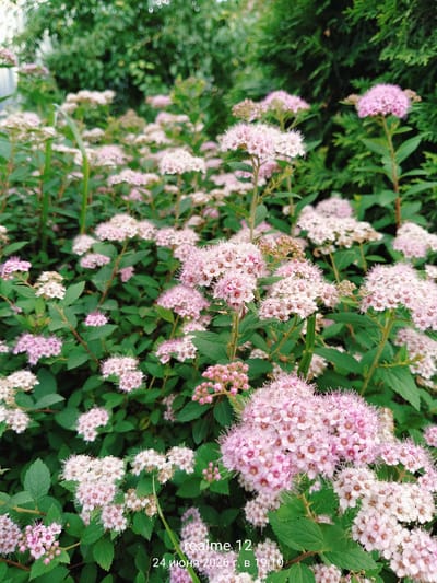 This is a close-up, eye-level, vertical shot of a bush with many clusters of small, delicate pink and white flowers. The flowers are densely packed, creating a fluffy appearance. The bush has lush green leaves. In the background, there are darker green, blurred coniferous trees. The lighting suggests it is daytime, possibly overcast given the softness of the light and lack of harsh shadows. The overall scene evokes a sense of nature and tranquility, typical of a garden or park setting.

Visible text in the bottom right corner reads: "realme 12" and "24 июня 2020 г. в 19:10". This indicates the image was taken on June 24, 2020, at 7:10 PM, likely with a Realme 12 phone. The text "Oseyevo, Russia" indicates the geographical location.