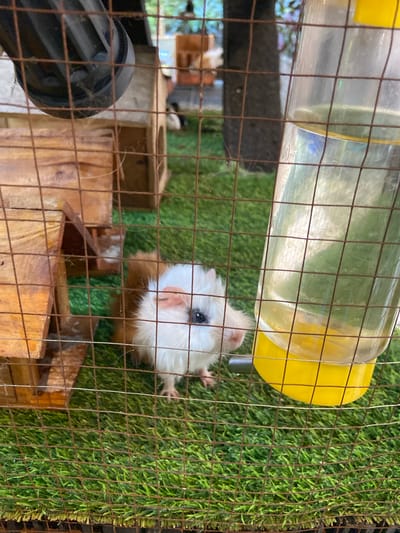 An indoor guinea pig enclosure with artificial turf flooring is shown. In the center foreground, a white and brown guinea pig is drinking from a yellow water bottle attached to the cage. The guinea pig has its head lowered towards the bottle's spout, with its right ear visible. The cage is constructed of brown wire mesh. To the left of the guinea pig is a small wooden structure with an opening. In the background, there are blurred trees and structures, suggesting an outdoor environment or a backdrop designed to mimic one. There are no people visible in the image. The location in Rengat, Indonesia, is not determinable from the visual evidence.