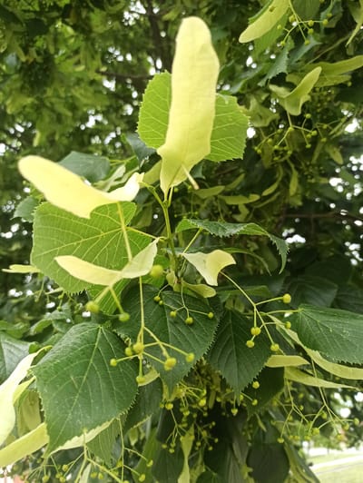 The image shows a close-up of a tree branch with leaves, small green buds, and immature seed pods. The leaves are dark green and heart-shaped with serrated edges. The seed pods are elongated and pale yellow, attached to thin stems. The background is blurred, showing more green foliage and some white, bokeh-like highlights which suggest dappled sunlight. The scene depicts a natural element within a potentially outdoor setting, possibly a park or garden. There are no people or man-made objects clearly visible. The location of Atabe, Georgia is not discernible from the image itself.