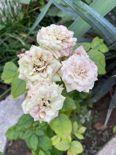 The image shows a close-up, top-down view of a cluster of pale white roses with pink speckles, some of which appear to be wilting. The roses are surrounded by green leaves and a blurred background of foliage and soil. There are no people or actions depicted in the image. The setting is an outdoor garden. No specific location in Juma, Uzbekistan, can be determined from the image.