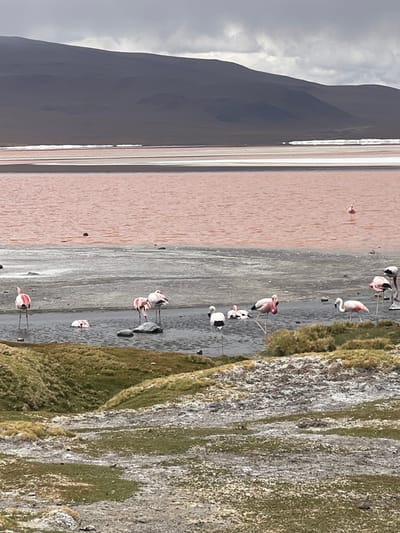 The scene shows a large, pink lake fringed by a light-colored shoreline and backed by a dark mountain under a cloudy sky. Several flamingos are visible in the lake along the right side of the image. They stand close to the edge of a grassy, rocky area. The pink hue of the water is notable against the landscape.
