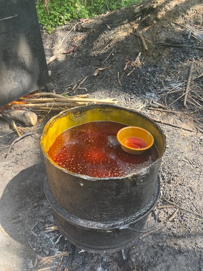 The image captures an outdoor scene centered around a large, black metal drum or pot being used for cooking or processing over an open fire. The drum contains a substantial amount of a reddish-brown liquid, which is bubbling slightly, suggesting it is being heated. Inside the larger drum, a smaller, yellow-orange bowl floats, also holding some of the same reddish liquid. The interior walls of the large drum have a yellowish hue, possibly from residue or paint.

The drum is situated on the ground, directly over a fire. Flames are visible at the base of the drum, and slender bamboo-like sticks are stacked nearby, likely serving as fuel. The ground surrounding the cooking setup is covered in dark ash, charcoal, and charred organic debris, indicating an established area for open-fire cooking. Green foliage is visible along the left edge of the frame, suggesting a natural or semi-rural environment.

The activity depicted is consistent with traditional methods of processing, such as palm oil extraction, which is common in regions like Aghalokpe, Nigeria. The large pot, open fire, and appearance of the liquid strongly point towards this labor-intensive process, where palm fruit is boiled to separate the oil. The small bowl might be used for skimming impurities or sampling the oil.

The scene takes place during daylight hours, indicated by the bright illumination and visible shadows. The weather appears sunny. No individuals are visible in the photograph, and there is no legible text present. The overall impression is one of manual work and traditional methods in a rustic, outdoor setting.