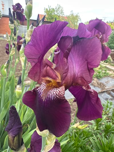 The image depicts a close-up of a purple iris flower in Prigorodniy, Russia. The flower has large, textured petals with a striped pattern near the center. Several closed iris buds are visible in the background, along with green foliage. A blurred view of buildings and the sky can be seen in the distance. A garden bed is present, covered in plastic.