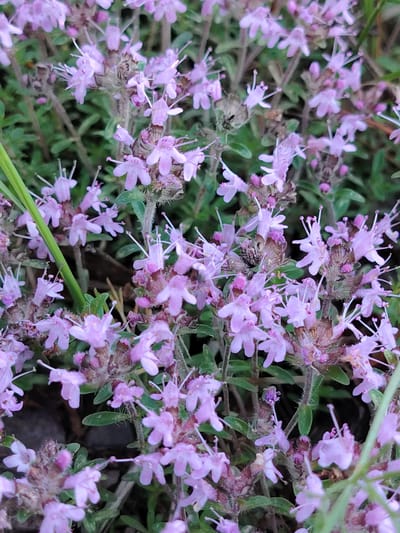 The image shows a close-up, overhead view of a cluster of small, light purple flowers with thin, white stamens. The flowers are growing densely on thin, green stems, interspersed with green leaves and some dried, brown plant material. The background is a blur of green foliage. The lighting suggests it might be daytime, possibly overcast, as there are no strong shadows. The overall impression is of a natural, outdoor setting. There are no people or objects visible, only the plants. The scene is peaceful and natural. No text is visible in the image. Given the location context of Мётчанскі сельскі Савет, Belarus, this could be a common wild or cultivated plant found in the region.
