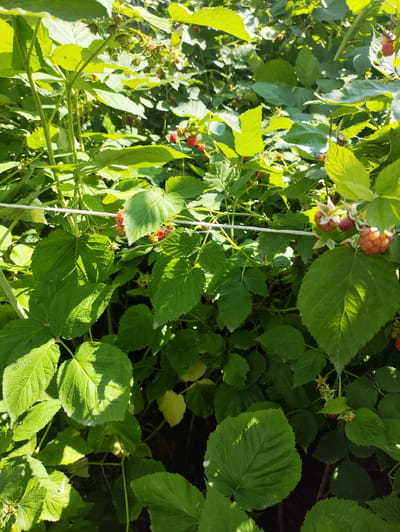 A cluster of raspberry plants is visible in the image, with bright green leaves and some developing raspberries. The berries are a mix of green and reddish-orange hues, indicating they are in various stages of ripeness. Sunlight filters through the leaves, creating shadows and highlighting the textures of the foliage. A white string or wire is strung horizontally across the middle of the frame, likely part of a support system for the plants. The background is filled with more dense foliage, suggesting a garden or natural setting. The location is identified as Kerben, Kyrgyzstan.