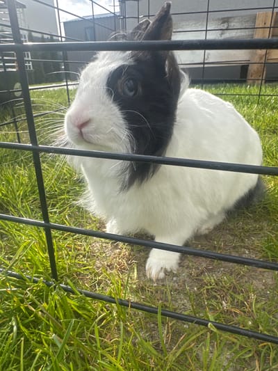 A black and white rabbit is visible inside a black wire enclosure on green grass. The rabbit's head is primarily white with a patch of black on its forehead and around one eye. The enclosure is outdoors in a grassy area. The location is Tyniec Mały, Poland.