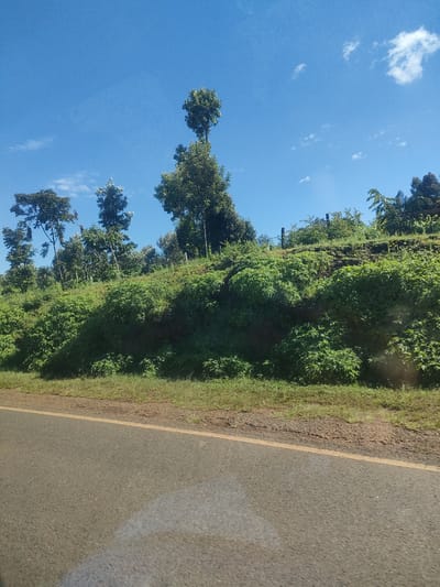 The image shows a roadside view in a rural area of Municipality ward, Kenya. A paved road with a yellow line runs across the bottom of the frame. On the other side of the road, a lush green embankment covered in dense vegetation rises up. A line of trees and shrubs is visible along the top of the embankment against a clear blue sky with scattered clouds. The scene is bathed in daylight.
