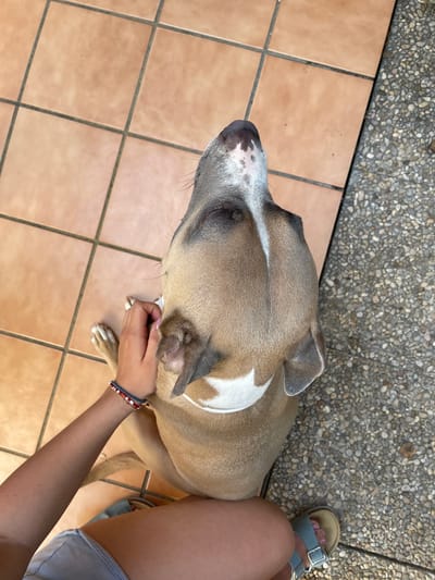 A medium-sized, tan-colored dog with white markings on its head and chest sits on orange tile flooring next to a person wearing light blue sandals and denim shorts. The person's hand rests on the dog's back. The background consists of pebbles or small stones and tiles. Location may be El Puerto de Santa María, Spain.
