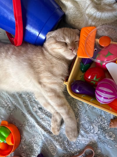 A light-colored, Scottish Fold cat is sleeping on a blue-patterned blanket, nestled amongst various colorful plastic toys. To the left of the cat, a blue bucket with a red handle is positioned. To the right, a yellow plastic container holds several toy vegetables, including purple eggplants, a red tomato, and a striped purple and pink onion. The cat's head is resting near the edge of the toy container. The scene appears to be indoors, likely in a domestic setting. There are no explicit indicators that this scene is located in Gorno-Altaysk, Russia.