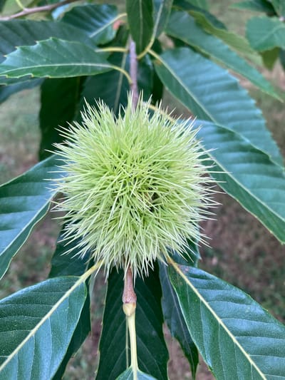 A close-up, eye-level shot focuses on a green, spiky burr on a tree branch, surrounded by large, dark green leaves. The burr is roughly spherical and covered in numerous sharp, pointed spines that radiate outwards. A stem extends from the bottom of the burr, and a smaller, undeveloped bud is visible below it. The leaves are elongated with serrated edges and prominent veins. The background is softly blurred, showing hints of other foliage and possibly the ground. The image was taken in Camargo, Spain.