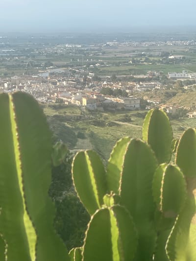 This sideways-oriented image presents an elevated panoramic view of a town and surrounding landscape in Rojales, Spain, framed by a prominent cactus in the foreground.
In the immediate foreground, a large, vibrant green cactus, likely a species of Euphorbia, dominates the right side of the frame. Its paddle-shaped segments are clearly visible, with their slightly serrated edges catching bright sunlight, creating a luminous, almost glowing outline against the plant's darker green body.
Beyond the cactus, the midground unfolds into a sprawling town or village nestled in a valley. Numerous light-colored buildings with various roof hues are visible, interspersed with patches of green vegetation and what appear to be agricultural fields. The settlement appears dense in areas, extending up gentle slopes and across the valley floor.
The background consists of hazy hills covered with sparse greenery, which gradually fade into a soft, light blue sky on the left horizon. The scene is illuminated by bright sunlight, suggesting a clear daytime, possibly late morning or afternoon, with some atmospheric haze visible in the distance.
No specific activities or people are discernible within the frame, and there is no visible text. The overall impression is a sunny, characteristic landscape of the Mediterranean region.