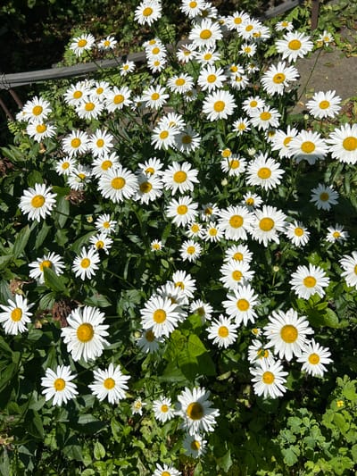 A high-angle, close-up shot captures a dense cluster of white and yellow daisies. The flowers, in various stages of bloom, fill the frame, with their white petals radiating from bright yellow centers. Some daisies are fully open, while others are buds. Lush green foliage surrounds the flowers, providing a natural backdrop. The scene appears to be an outdoor garden setting, likely in Labinsk, Russia, characterized by the presence of common daisy flora. The lighting suggests it is daytime with sunlight casting shadows. No people or animals are visible in the image, and there are no identifiable man-made objects beyond a subtle hint of a dark railing or fence in the upper left corner. The overall impression is of a vibrant, natural display of daisies.