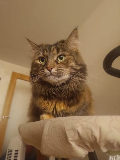A close-up, low-angle, full-body shot shows a long-haired tabby cat sitting on what appears to be an ironing board covered with a patterned cloth. The cat is looking directly at the camera with green eyes and has prominent white whiskers. Its fur is a mix of brown, black, and orange. A wooden frame is visible to the left of the cat, and a white fan is in the background. A black object, possibly part of exercise equipment, is visible on the right. The lighting suggests an indoor setting, likely a home. The image does not provide any information that could be used to determine its location in Vitoria-Gasteiz, Spain.