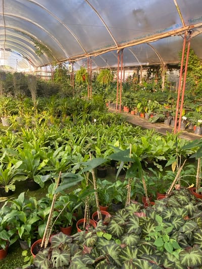 The image displays the interior of a large commercial greenhouse or plant nursery located in Santa Rosa, Argentina. The structure features an arched, translucent plastic sheeting roof, identified by visible text as "Agrofleno XD," supported by a framework of wooden beams and reddish-brown metal poles. The greenhouse is densely packed with a wide variety of potted plants, primarily foliage plants, arranged on the ground.
Dominant plant species visible include numerous ferns (such as Bird's Nest Ferns), peace lilies (Spathiphyllum), various Alocasia or Colocasia plants, and patterned-leaf begonias. Many plants are contained within black plastic nursery pots, while others are in terracotta-colored plastic pots. Several taller plants are propped with bamboo stakes. Hanging baskets containing trailing ferns or similar plants are suspended from the overhead structure. A narrow, dark-colored pathway, possibly dirt or concrete, is visible winding through the dense vegetation in the midground and background. The scene is well-lit by natural light filtering through the translucent roof. No individuals are present, and no actions or interactions are depicted.