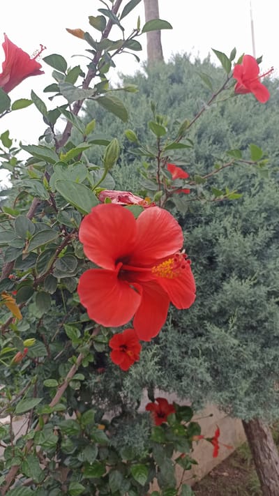 The image depicts a cluster of red hibiscus flowers blooming on a plant, with a blurred background of green foliage, likely a hedge or shrub. One large hibiscus flower is in sharp focus in the foreground, its red petals spread wide, revealing yellow stamens. Several other hibiscus flowers, some in bloom and some as buds, are visible on the branches, as well as some fallen red petals. The scene appears to be an outdoor setting. Given the context of Mersin, Turkey, this could be a garden, park, or a residential area with landscaping.
