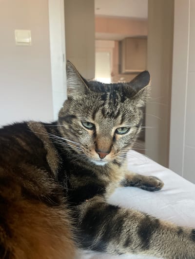 The image features a close-up, vertically oriented shot of a tabby cat lying on a white surface, possibly a bed or sofa. The cat has green eyes and is looking towards the camera with a relaxed expression. Its fur is a mix of brown, black, and tan stripes. The background is blurred, with hints of indoor furniture and a light-colored wall, suggesting the cat is inside a home. The lighting appears to be natural, coming from a nearby window, and there are no visible weather cues. The overall impression is one of a comfortable, domestic setting. The time of day is not explicitly indicated, but the soft lighting suggests it could be morning or afternoon. There is no visible text in the image.