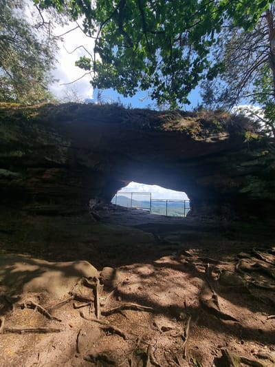 An outdoor, eye-level, medium shot captures a natural rock archway in the Dahn, Germany area. The foreground is dominated by exposed tree roots and dry soil, with dappled sunlight casting shadows. The archway itself is dark and cavernous, framing a view of a valley in the distance. Through the arch, a metal fence encloses the viewpoint, and beyond that, a landscape of trees and hills under a blue sky with scattered clouds is visible. Lush green leaves from trees overhang the top of the frame.