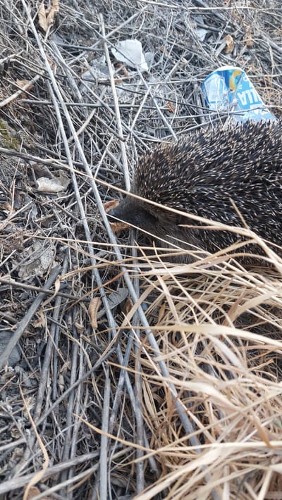 A dead hedgehog is lying on the ground amidst dry vegetation and debris. A crushed blue and yellow beverage can is visible to the upper right of the hedgehog. The scene appears to be an outdoor environment, possibly a roadside or undeveloped area within the city of Shakhtinsk, Kazakhstan, indicated by the presence of discarded human waste. The hedgehog is largely obscured by its spines and the surrounding dry grass and twigs, with only its head and part of its body visible. The lighting suggests daylight conditions.