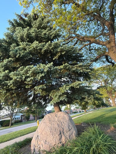 The scene depicts a residential area in Niles, Illinois, USA. A large boulder sits on a grassy lawn near a sidewalk and a street. Behind the boulder stands a mature blue spruce tree with dense, blue-green foliage. The base of the tree is partially obscured by the boulder and long blades of grass. Beyond the spruce, deciduous trees with thinner, green leaves and visible branches reach toward the sky. In the background, houses are visible along the street, one with white siding and visible windows. A yellow fire hydrant is also seen near the street. The lighting suggests late afternoon or early morning.