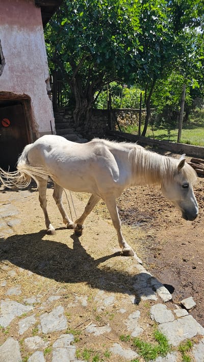 An emaciated white horse stands in a sunlit courtyard in Hristo Danovo, Bulgaria. The horse is positioned in the center of the frame, facing right, with its head lowered. Its coat is a pale white, and its ribs are visible beneath the skin. A chain is attached to its front legs, leading to an unseen point off-camera. The courtyard is paved with rough stones in the foreground and transitions to dirt and scattered straw. Behind the horse, a rustic building with a weathered pink facade and a wooden door is visible on the left. A large, leafy tree with a gnarled trunk grows behind the building, casting dappled shadows. In the background, a wire fence encloses a grassy area and other vegetation. The overall impression is one of a rural, possibly neglected, setting.