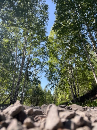 This is a low-angle, close-up shot of a rocky path leading into a birch forest. The foreground is dominated by sharp, grey rocks that are out of focus. Beyond the rocks, the path continues into a dense forest of tall birch trees with distinctive white bark marked by dark, irregular lines. The trees are full of vibrant green leaves, and sunlight filters through the canopy, creating a dappled effect. The sky is a clear, bright blue. The image appears to depict a natural setting, possibly a park or a trail on the outskirts of a city. Given the context of Kiselyovsk, Russia, this could be a view of a natural area accessible to the city, potentially a place for recreation or a less-developed part of the urban landscape. No people or specific structures are visible.