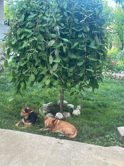 The image depicts a serene outdoor scene in Rogozen, Bulgaria. Two small dogs are resting on a lush green lawn. The dog on the left is primarily black with tan markings and is lying down with its head slightly raised. The dog on the right is a light tan color with white markings on its face and chest, and it is also lying down, appearing to be asleep. They are positioned near the base of a tree with dense, drooping green foliage. Around the base of the tree, a circle of light-colored stones has been placed. In the background, a variety of plants and flowers are visible, suggesting a well-tended garden. The ground in the foreground is a light gray concrete surface, partially obscuring the lower portion of the frame. The overall atmosphere is peaceful and domestic.