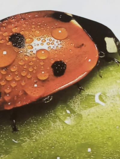 This is a close-up, macro photograph of a ladybug on a wet, green surface, possibly a leaf or petal. The ladybug's bright orange shell is covered in numerous small water droplets, reflecting light and creating a glistening effect. One of the ladybug's black spots is clearly visible on its shell. The background transitions to a soft white, suggesting a bright, possibly overcast, environment. The overall impression is one of a miniature, dew-kissed world, highlighting the intricate details of the insect and its surroundings. There are no people, text, or explicit location cues visible in the image. The time of day and weather are implied by the presence of dew or water droplets, suggesting a cool, damp morning or after rainfall. The scene is static, focusing solely on the ladybug and its immediate environment.