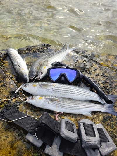 A close-up, eye-level shot shows a collection of five freshly caught fish laid out on wet, rocky shoreline near the water's edge. The fish, appearing to be mullet, are silver with dark horizontal stripes. They are arranged in two rows, with three fish in the back and two in the front. A black dive mask with blue lenses and a snorkel lie on top of the back row of fish. In the foreground, a weight belt with several lead weights is partially visible. The water is clear and calm, with sunlight reflecting off its surface. The scene appears to be located in Aqshuqyr, Kazakhstan, a coastal town known for its fishing industry.