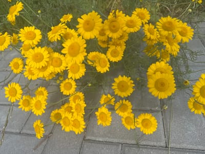 A high-angle, medium shot captures a cluster of bright yellow flowers with daisy-like petals and distinct yellow centers. The flowers are in various stages of bloom, with some fully open and others slightly closed. They grow amidst lush green foliage, suggesting a natural or garden setting. The ground beneath the flowers is paved with grey interlocking bricks, indicating an outdoor space, possibly a pathway or patio. The lighting suggests daytime, with no harsh shadows, hinting at overcast or diffused light conditions. The overall impression is one of natural beauty and simple, vibrant flora. The image does not contain any people, visible text, or specific cues about time of day or weather beyond general daytime conditions. The scene is likely located in Povarovo, Russia, as suggested by the location context.