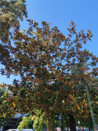 A broad-leafed evergreen tree, likely a magnolia, dominates the frame, its dark green leaves tinged with brown and yellow, suggesting a seasonal change or natural variation. The tree's branches spread out, creating a dense canopy against a clear blue sky. To the left, a conifer tree with needle-like leaves is partially visible, its branches reaching into the upper left corner. In the background, buildings and street elements are discernible, including a blue pedestrian crossing sign with a white pictogram of a person walking, and a lamppost on the right. Some people are present, appearing as silhouettes or distant figures, suggesting an urban environment. The overall scene is likely captured on a sunny day, given the bright sky and the lighting on the foliage. The presence of the pedestrian sign and the style of the buildings hint at a location in Greece, possibly Alexandroupolis, an important port city in northeastern Greece known for its urban greenery and proximity to natural landscapes.