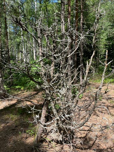 The image depicts a dense forest with a sun-dappled floor of pine needles and fallen branches. In the foreground, a gnarled, dead tree with numerous twisted branches covered in lichen stands prominently. Behind it, the trunks of various trees, including birch with their distinctive white bark, rise towards a canopy of green leaves. The scene is set in a natural environment, likely a forest within the city of Priluki, Russia, characterized by a mix of coniferous and deciduous trees. The lighting suggests it is daytime, with sunlight filtering through the foliage, creating strong shadows on the ground. There are no people or animals visible in the image.