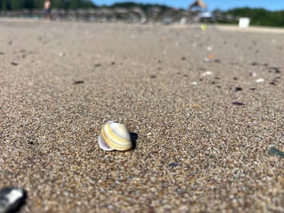 A low-angle, close-up shot of a small, intact seashell with white and yellow stripes rests on a sandy beach. The sand is composed of small grains in various shades of brown, tan, and grey. In the background, the beach stretches out, with the out-of-focus shapes of trees and structures suggesting a coastal town. The sky is a clear blue. The image was taken on the beach in Rezovo, Bulgaria.